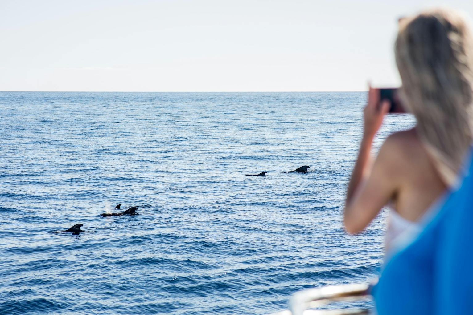 dolphin-and-whale-watching-catamaran-trip-to-los-gigantes-tenerife-dolphin-2.jpg